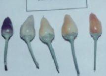 CHILI SEED- BOLIVIAN RAINBOW