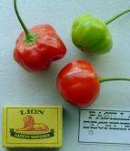 CHILI SEED -PASILLA DECHEIRO