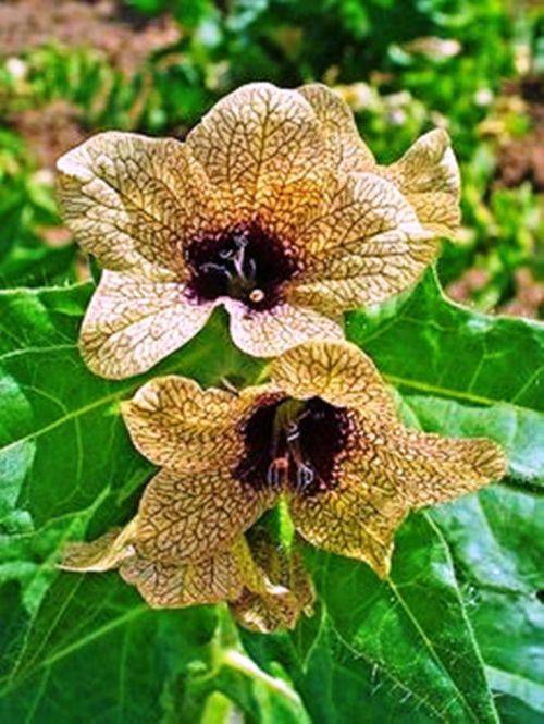 BLACK HENBANE - HYOSCYAMUS NIGER  (10 SEEDS)