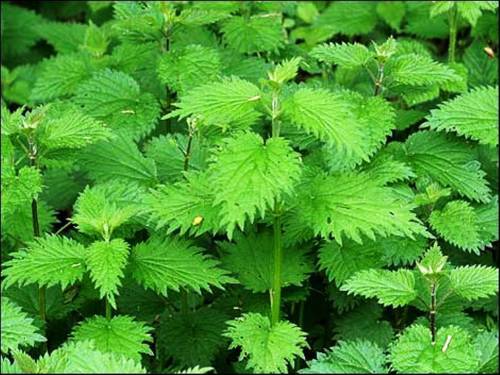 NETTLE  (10 SEEDS)