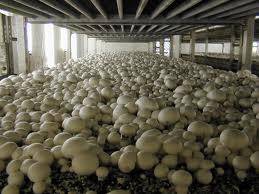 MUSHROOMS - WHITE BUTTON MUSHROOM SPORES