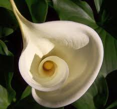 WHITE ARUM LILY SEED PACK