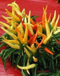 CHILLIES - MEDUSA CHILLI SEED PACK - 10 SEEDS
