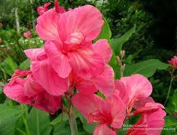 PINK KANNA SEED PACK