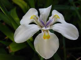 FLOWERS - PURPLE WILD IRIS - 20 SEEDS