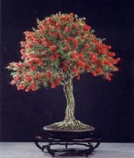 BONSAI - RED BOTTLEBRUSH SEEDS