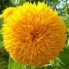 FLOWERS - TEDDY BEAR SUNFLOWER - 20 SEEDS