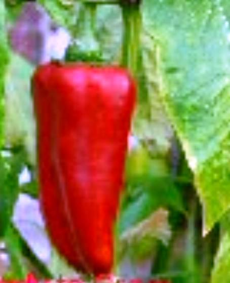 CHILLIES - ANAHEIM CHILI SEEDS