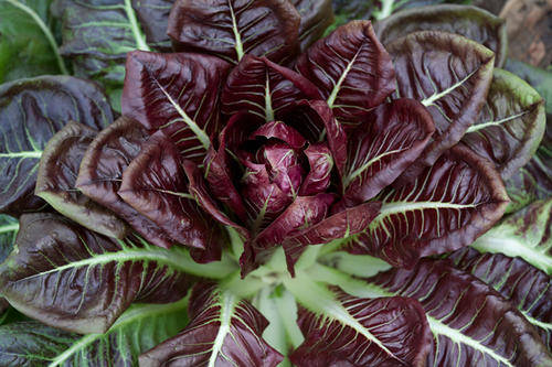 Radicchio 'Treviso Precoce Mesola' 10 SEEDS