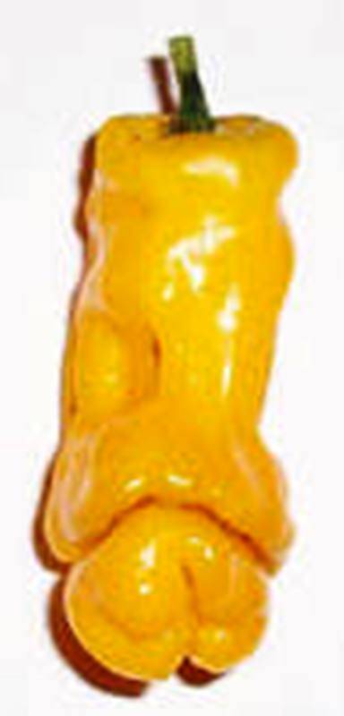EXOTIC & RARE** NAUGHTY PETER PEPPER CHILI WILLY SEEDS