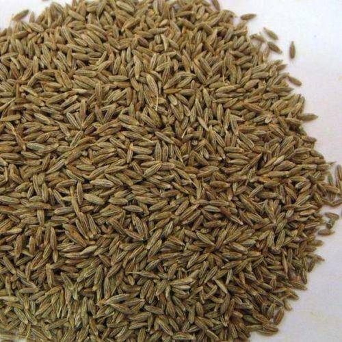 HERBS - ORGANIC JEERA / CUMIN  -   50  SEEDS