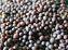 HERBS - BLACK MUSTARD SEEDS (brassica nigra)  30 SEEDS