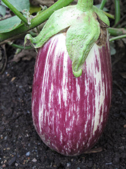 EXOTIC HEIRLOOM VEG - LISTADA DE GANDIA AUBERGINE / EGGPLANT SEEDS