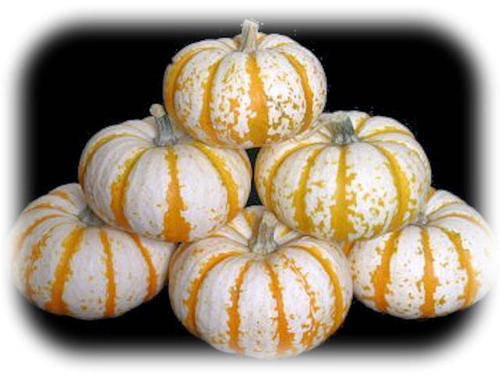 HEIRLOOM VEGETABLES - L'IL PUMP-KE-MON PUMKIN SEEDS (10)
