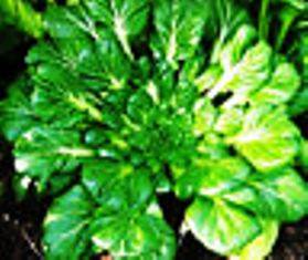 CHINESE VEGETABLE - ROSETTE BOK CHOI / JAPANESE TATSOI/ (20 SEEDS)