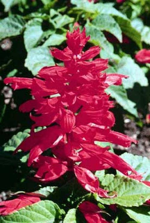 FLOWERS - RED SALVIA / SCARLET SAGE SEEDS