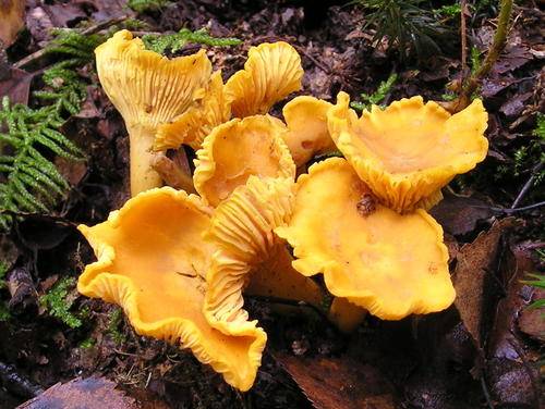 CHANTARELL MUSHROOM SPORES ( Cantharellus cibarius) - DELICIOUS / EDIBLE