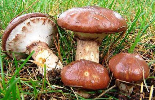 SUILLUS LUTEUS MUSHROOM SPORES