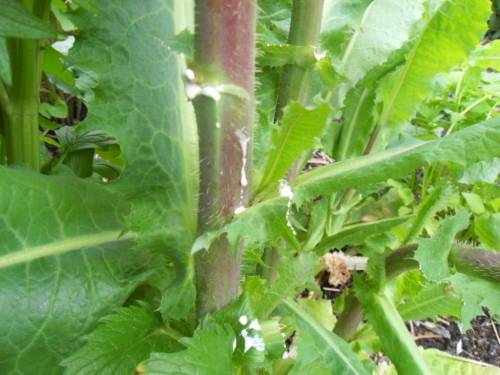 LACTUCA VIROSA - WILD OPIUM LETTUCE - 10 SEEDS