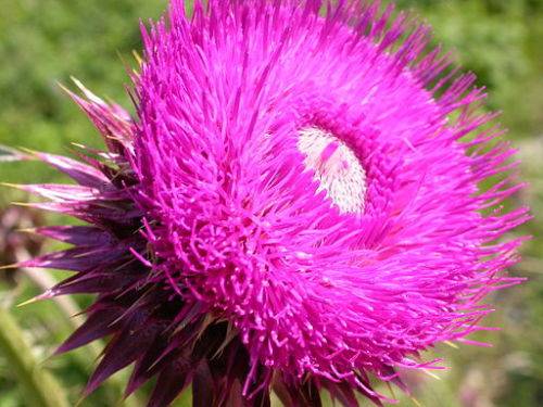 THISTLE FLOWER   -  10 SEEDS - asteraceae