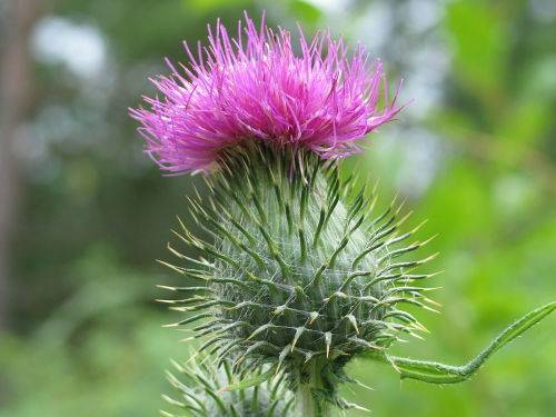 THISTLE FLOWER   -  10 SEEDS - asteraceae