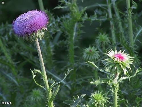 THISTLE FLOWER   -  10 SEEDS - asteraceae