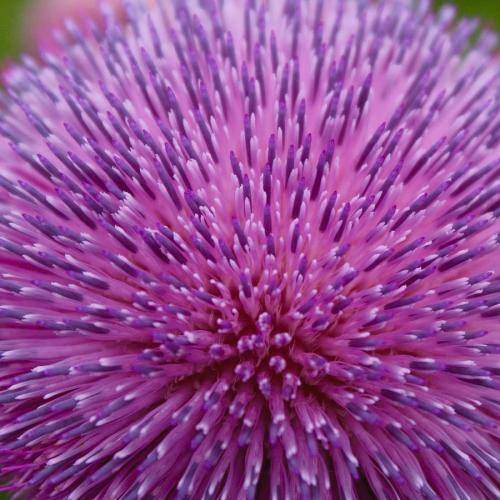 THISTLE FLOWER   -  10 SEEDS - asteraceae