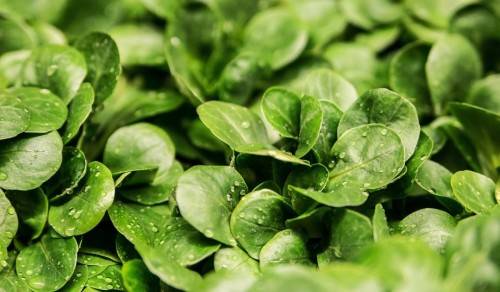 LAMB'S LETTUCE   Valerianella locusta  (20 SEEDS)
