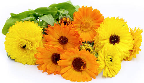 MEDICINAL - HERBS - FLOWERS - CALENDULA  20 SEEDS