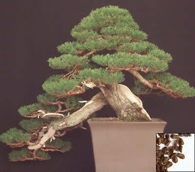 SEEDS FOR BONSAI ITALIAN CYPRESS  - 20 SEEDS