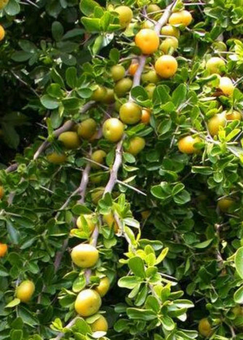 KEI APPLE /UMKOLO  -  30 SEEDS  (Dovyalis Caffra)