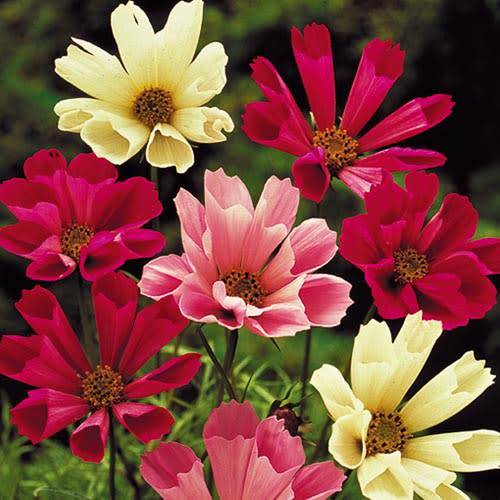 FLOWERS  -  COSMOS "SEA SHELLS"  -  30 SEEDS -  MIXED COLOURS