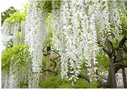 WISTERIA FLORIBUNDA ALBA - 30 SEEDS  -  "White Japanese Wisteria"