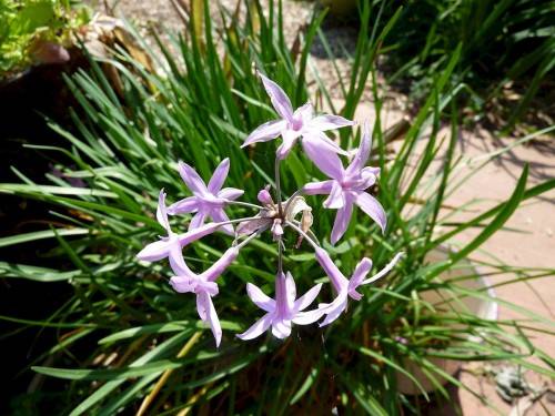 WILD GARLIC (Tulbachia violaceae) - 30 SEEDS