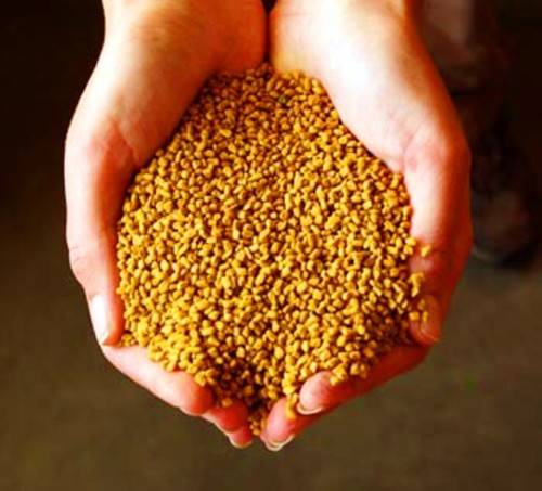 FENUGREEK - 30 SEEDS