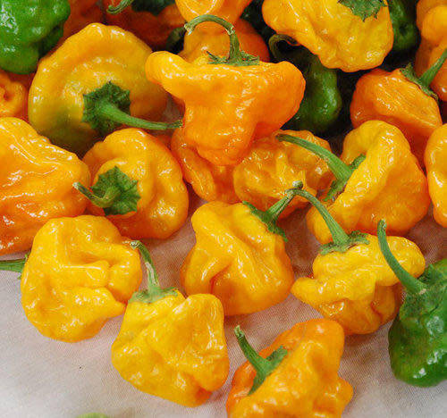 BAHAMA MAMA CHILLI YELLOW  -  30 seeds   CAPSICUM  - chillies  HOT!!!!
