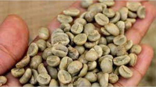 COFFEE ROBUSTA - 10 SEEDS