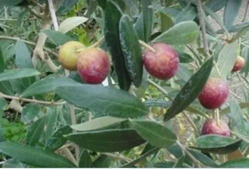 MAURINO OLIVE -  10 SEEDS   - Olea europaea `Maurino`
