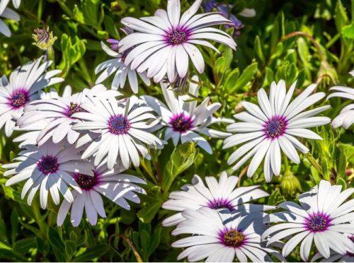 FLOWER  -  OSTEOSPERMUM ECKLONIS `LAVENDER FROST`   20 SEEDS