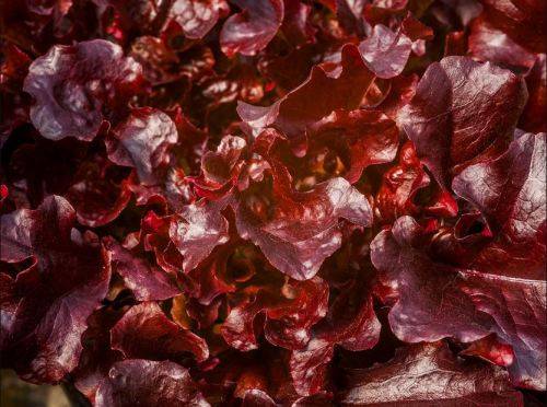 LETTUCE  MAIRA RED OAK  - 30 SEEDS