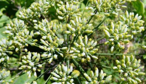 HERBS -   PIMPINELLA ANISUM   -   30 SEEDS