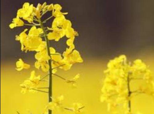 Canola  Plant-  30 Seeds -  Edible Flowers