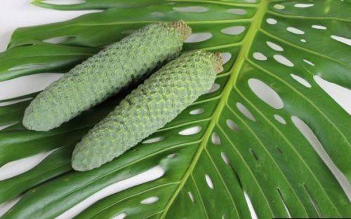 MONSTERA FRUIT SALAD TREE / SWISS CHEESE PLANT  -   15 SEEDS
