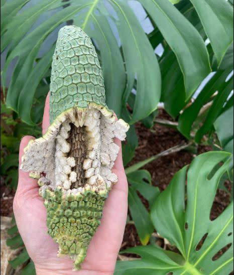 MONSTERA FRUIT SALAD TREE / SWISS CHEESE PLANT  -   15 SEEDS