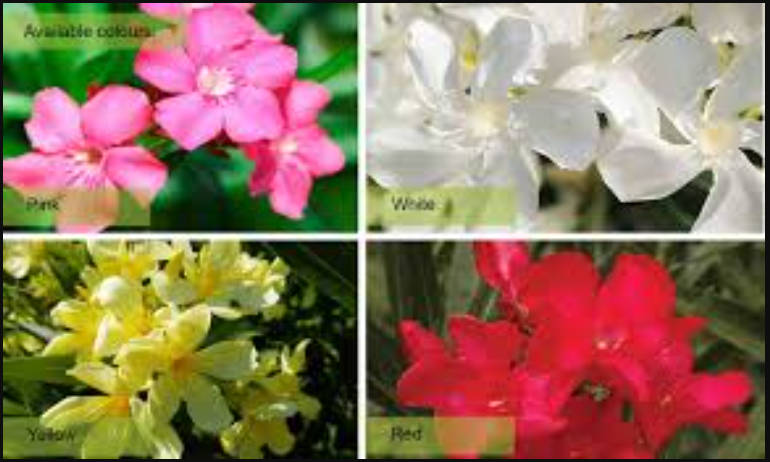 NERIUM OLEANDER  MIXED COLOURS    -  30 SEEDS