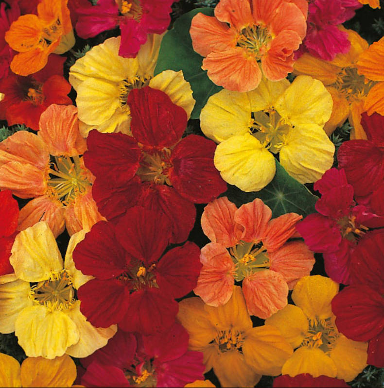 NASTURTIUM  - TOM THUMB  ` Tropaeolum`  -  5 SEEDS   `Tropaeolum majus`Edible Flowers