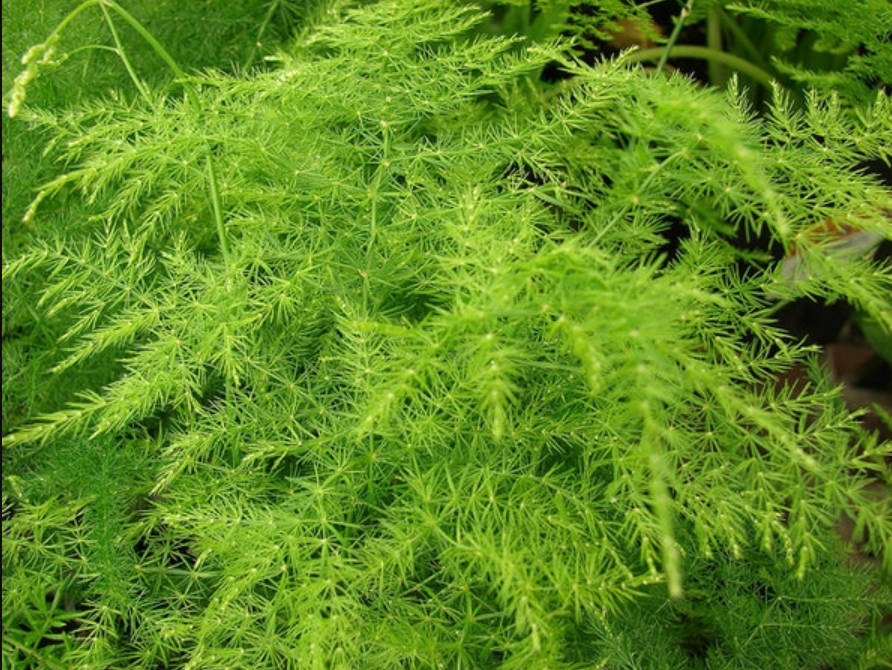 EMERALD / ASPARAGUS /  FEATHER FERN / HANGING BASKET FERN   -  Asparagus SprengeriI  20 SEEDS