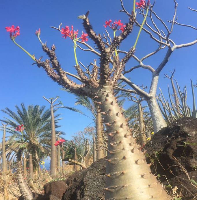 PACHYPODIUM BARONII VAR WINDSORII / MADGASCAR PALM /BONTAKA   -rare  -  1 live cutting  10cm