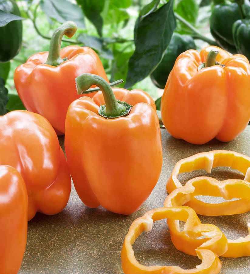 ORANGE SUN  - SWEET BELL PEPPER     - 10 seeds