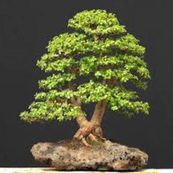 Spekboom / Elephant Bush / Dwarf Jade -  Portulacaria Afra  -    4 X 10cm Cuttings